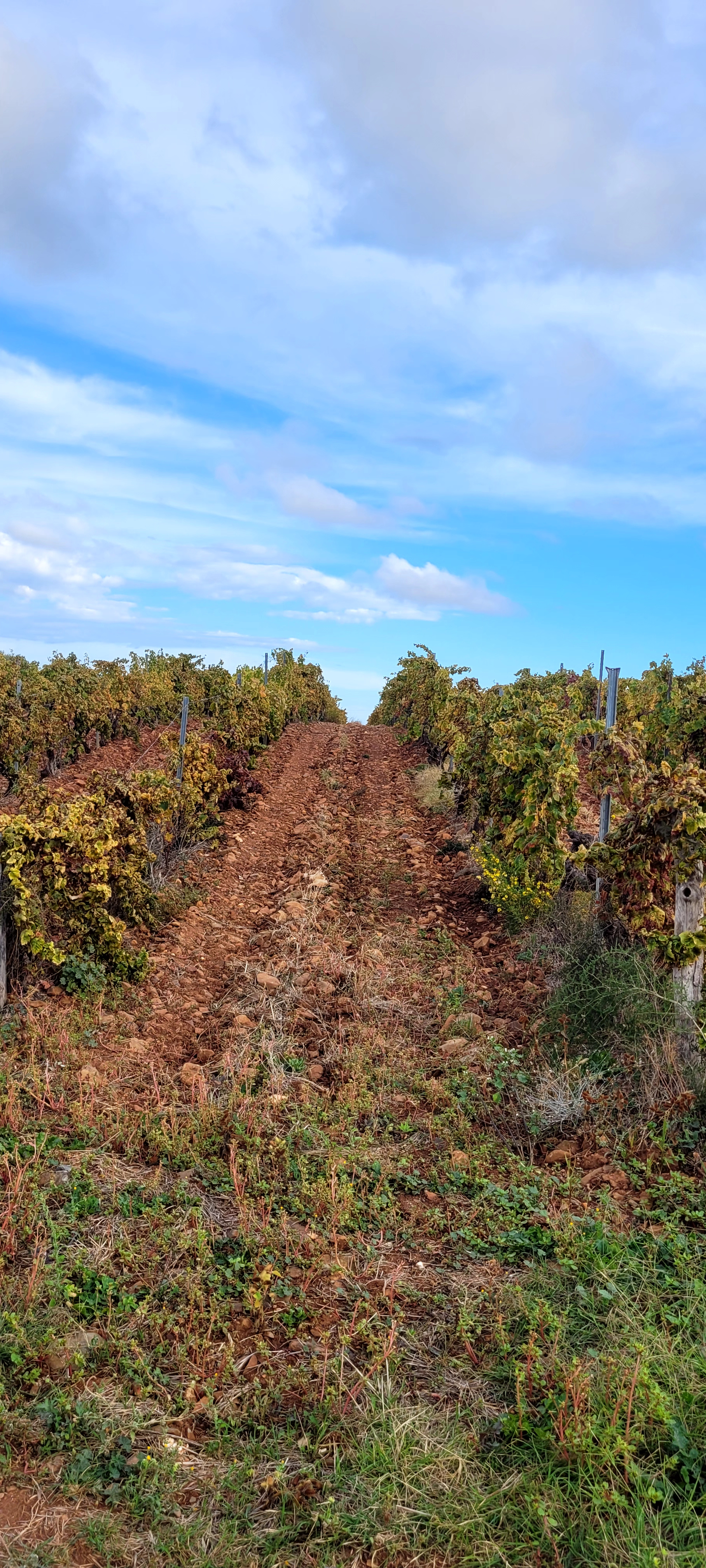 Preserving the identity of Corsican wine: a contemporary story